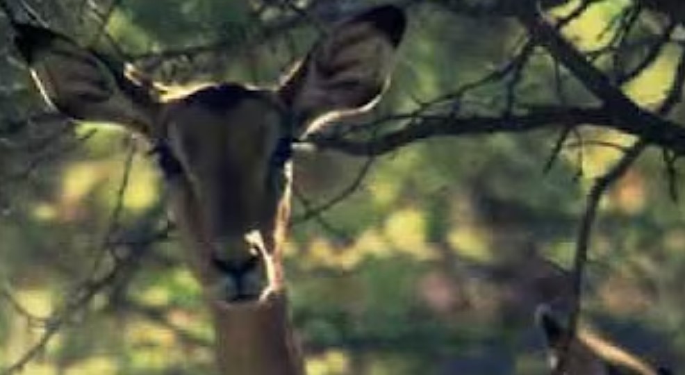 2.ÇEVRE OSCAR'I ÖDÜLÜ